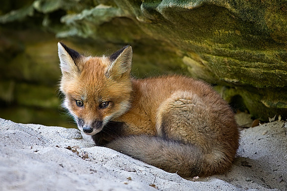 Red Fox Kit