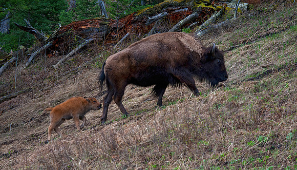 Bison and Offspring