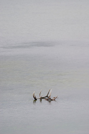Elk Antlers