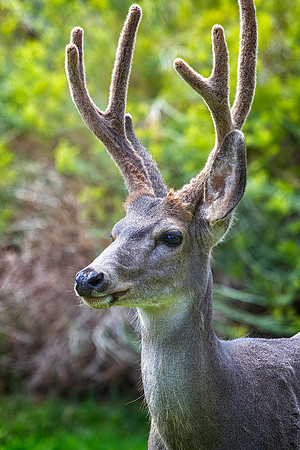 Mule Deer Buck