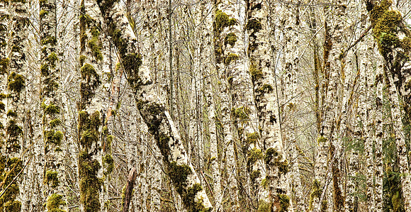 Birch and Moss, Olympic National Park, WA (March 26, 2004, 3:17 pm)