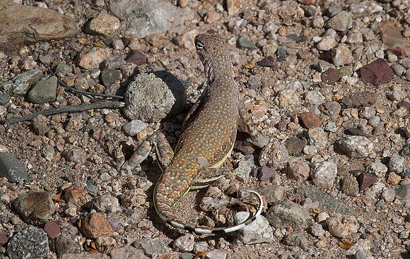 Zebra-tailed Lizard