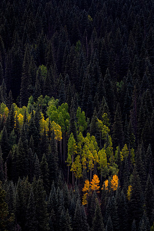 Spot of Color, San Juan Mountains, CO