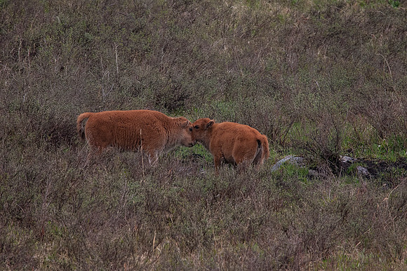 Bison Calves