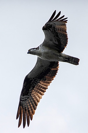 Osprey
