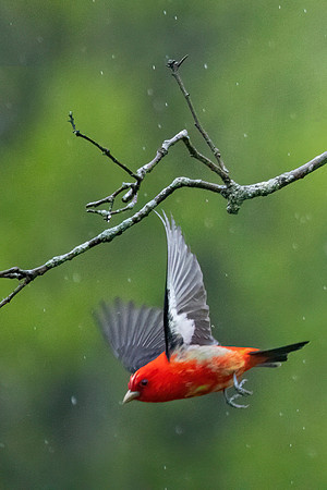 Male Scarlet Tanager Flight in the Rain