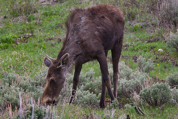 Moose, Juvenile