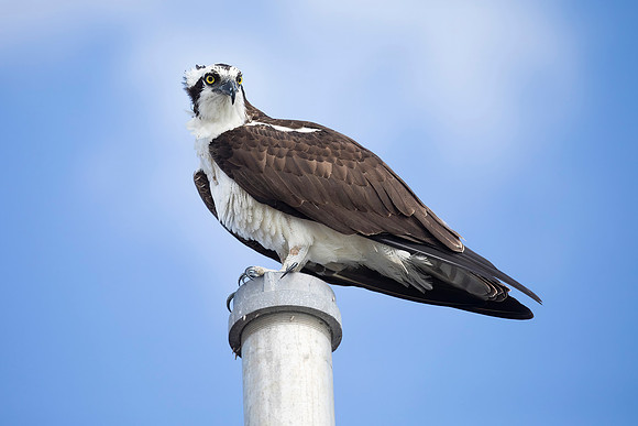 Osprey