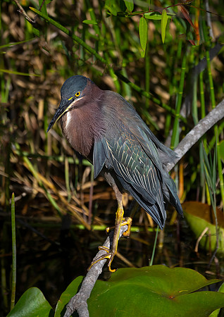 Green Heron