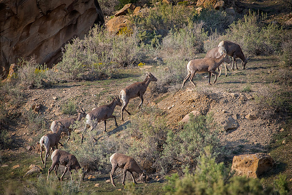 Desert Big Horn Sheep Conga Line