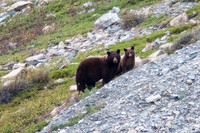 Grizzly Bear Sow and Cub
