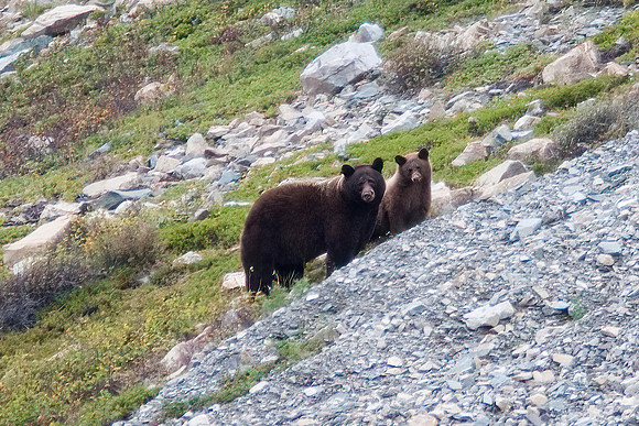 Grizzly Bear Sow and Cub