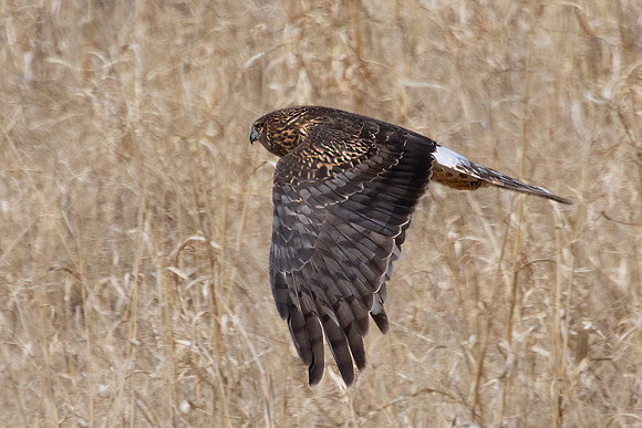 Northern Harrier in Flight