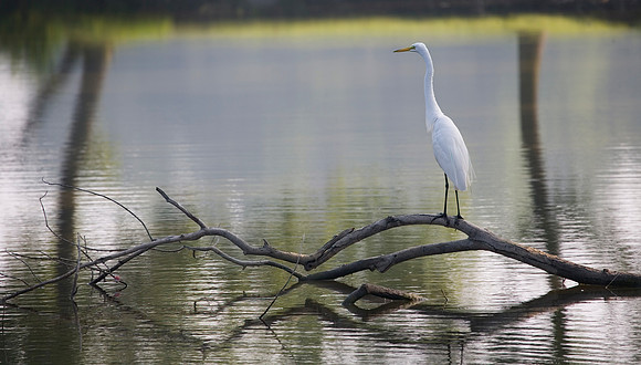 Great Egret