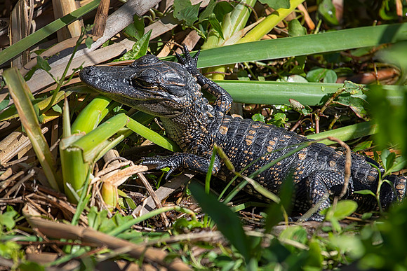 American Alligator Hatchling