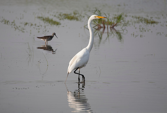 Great Egret with Greater Yellowlegs