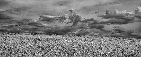 Wheat Fileds, Walla Walla, WA