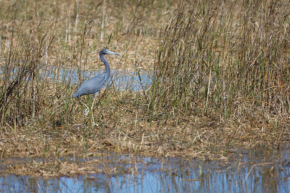 Little Blue Heron
