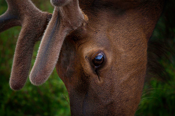 Bull Elk, Yellowstone National Park, WY (May 23, 2012, 9:04am)