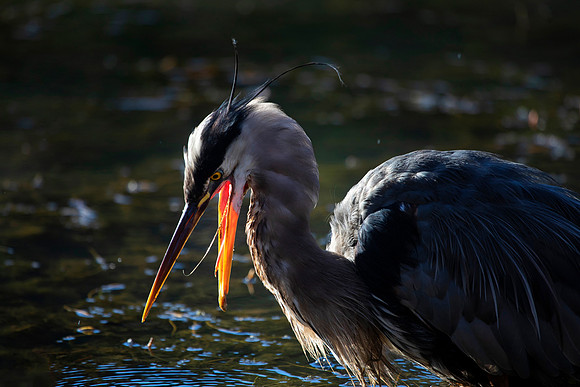 Great Blue Heron