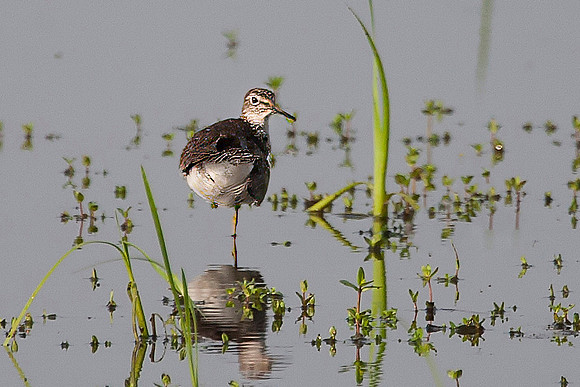 Greater Yellowlegs