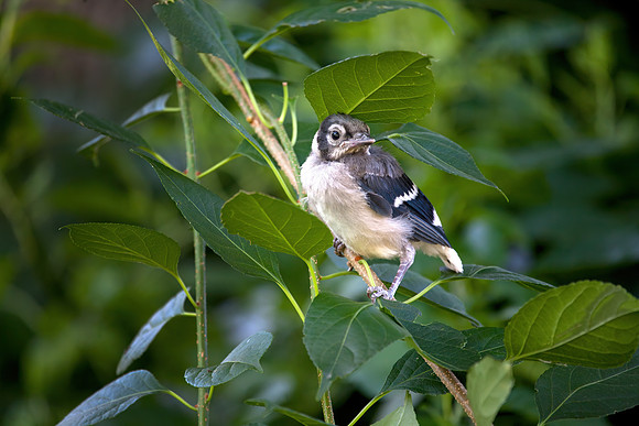 Juvenile Blue Jay