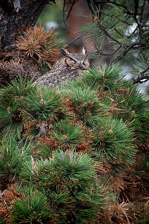 Well-earned Rest, Great Horned Owl