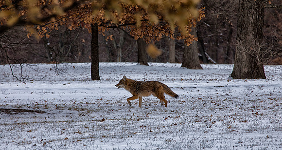 Coyote, Winter