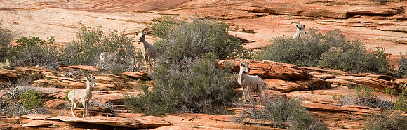 Big Horn Sheep Panoramic, Zion National Park, UT