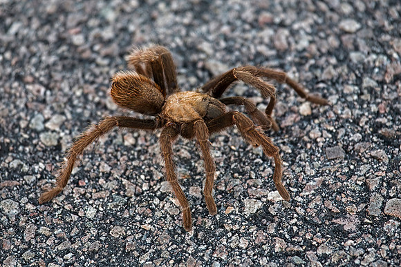 Desert Tarantula