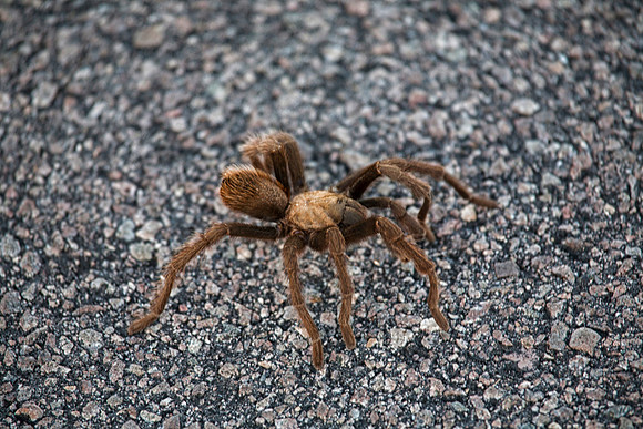 Desert Tarantula, Valley of Fire State Park, NV (October 28, 2014, 5:27pm)