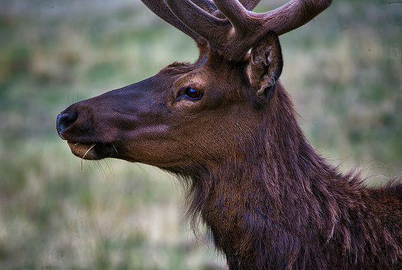 Bull Elk
