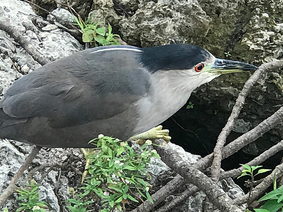 Black-crowned Night Heron