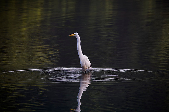 Great Egret