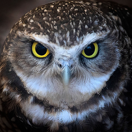 Burrowing Owl