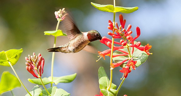 Ruby-throated Hummingbird, Male