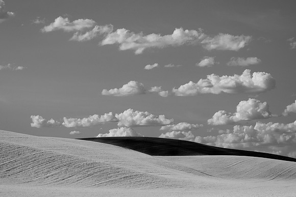 Wheat Fields Near Walla Walla, WA