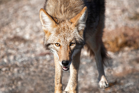 Coyote, Death Valley National Park, CA (October 25, 2014, 9:43am)