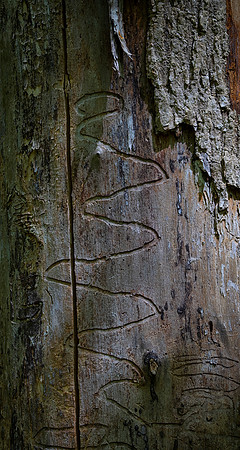 Starved Rock State Park, IL