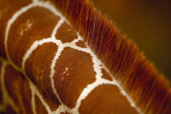 Giraffe (Captive)