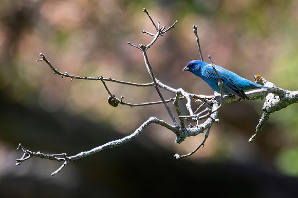 Indigo Bunting, Male