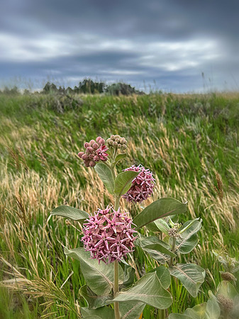 Showy Milkweed, Makoshika State Park, MT