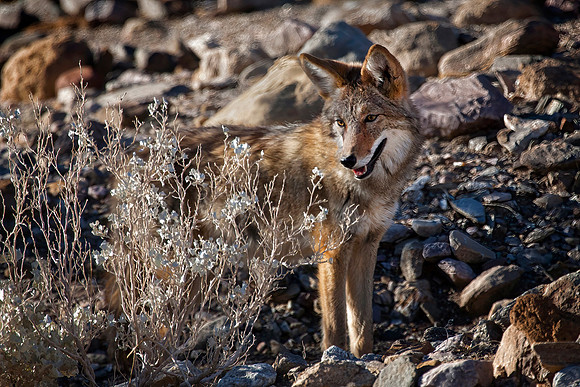 Coyote