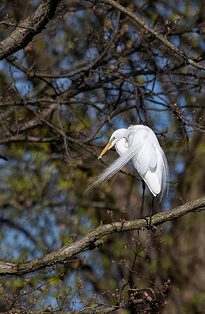 Great Egret