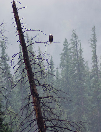 Bald Eagle