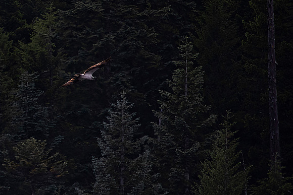 Northern Harrier in Flight