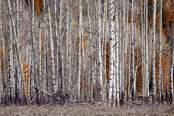 Aspen Stand, Grand Teton National Park, CO