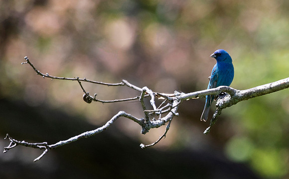 Indigo Bunting, Male