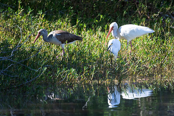 Snowy Egret, White Ibis, White Ibis (Juvenile)