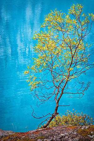 Tree and Aqua Waters, Moraine Lake, Banff National Park, Alberta, Canada